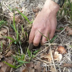 assisi truffle hunt