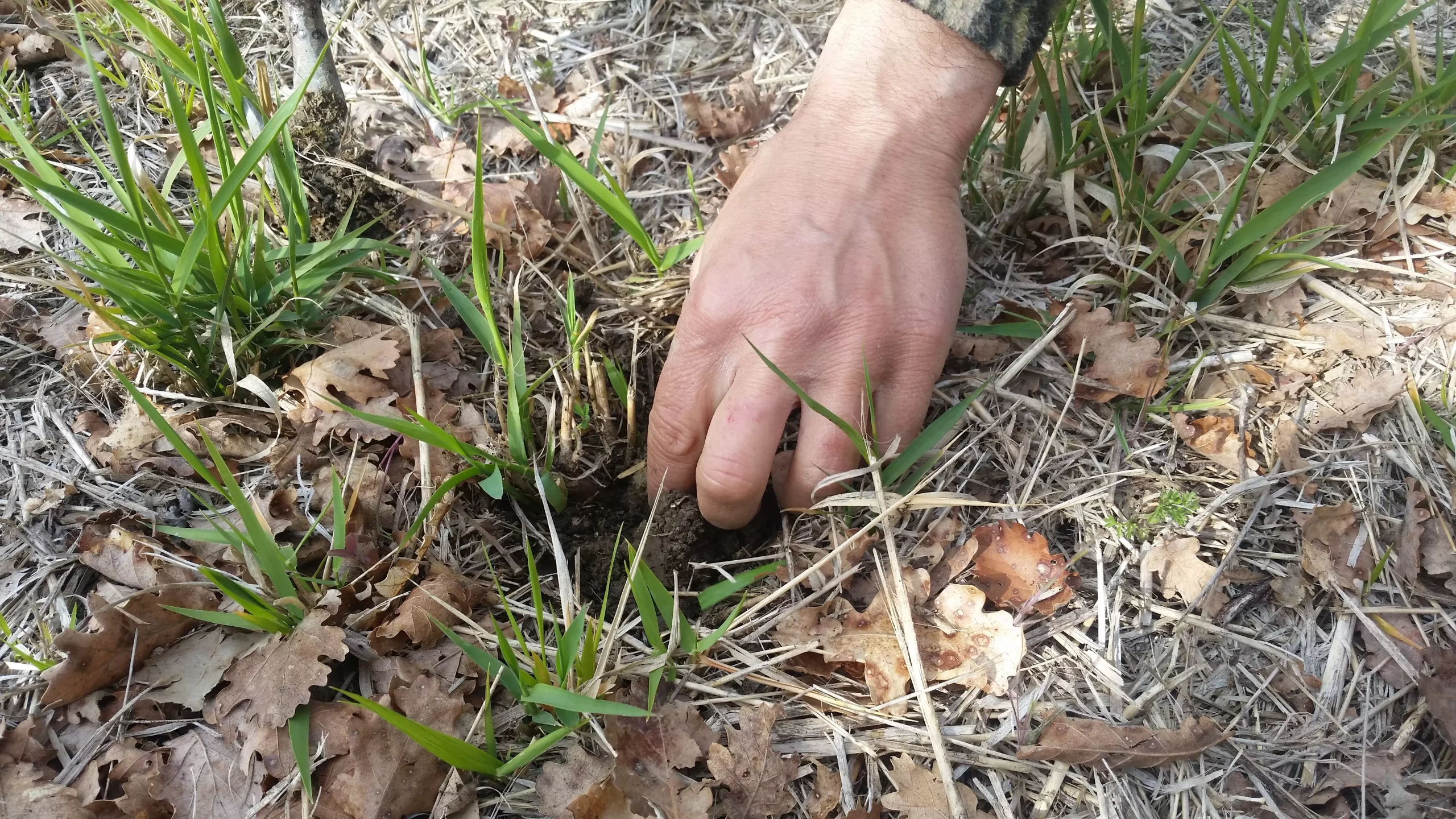 assisi truffle hunt