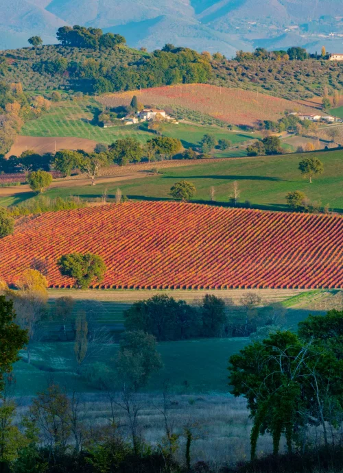 cantine degustazione