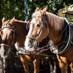 in carrozza tra le vigne