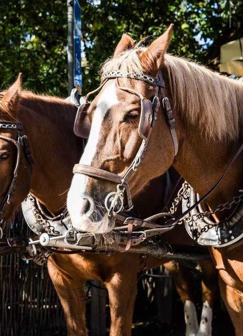 Passeggiata in carrozza tra le vigne con degustazione di vini