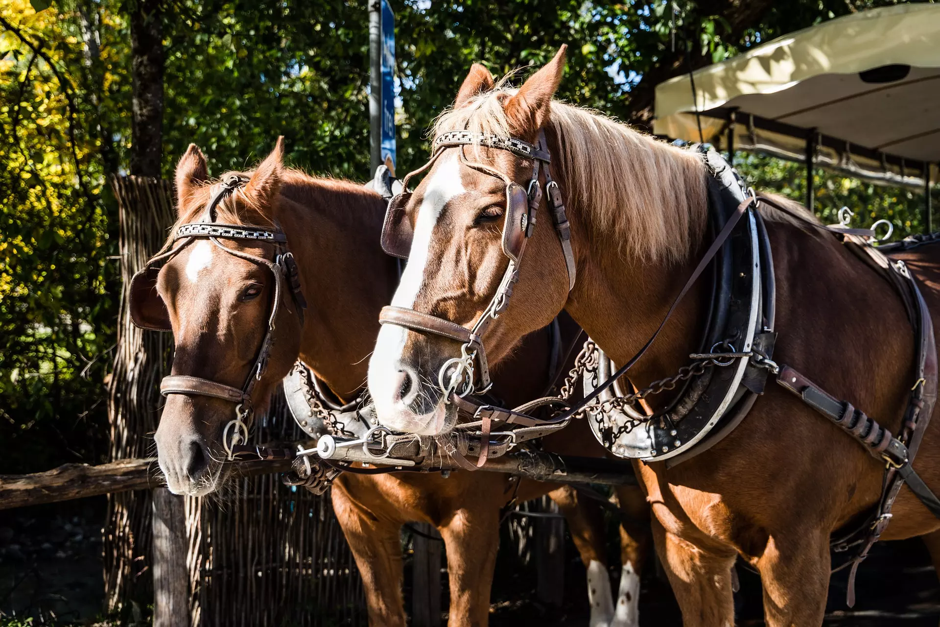 in carrozza tra le vigne