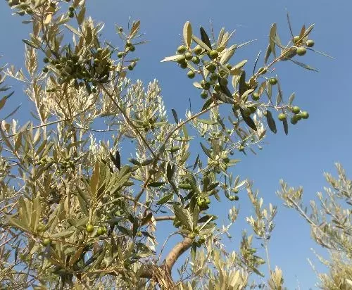 Olive oil tasting and oil mill tour in Umbria.