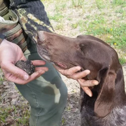 truffle assisi