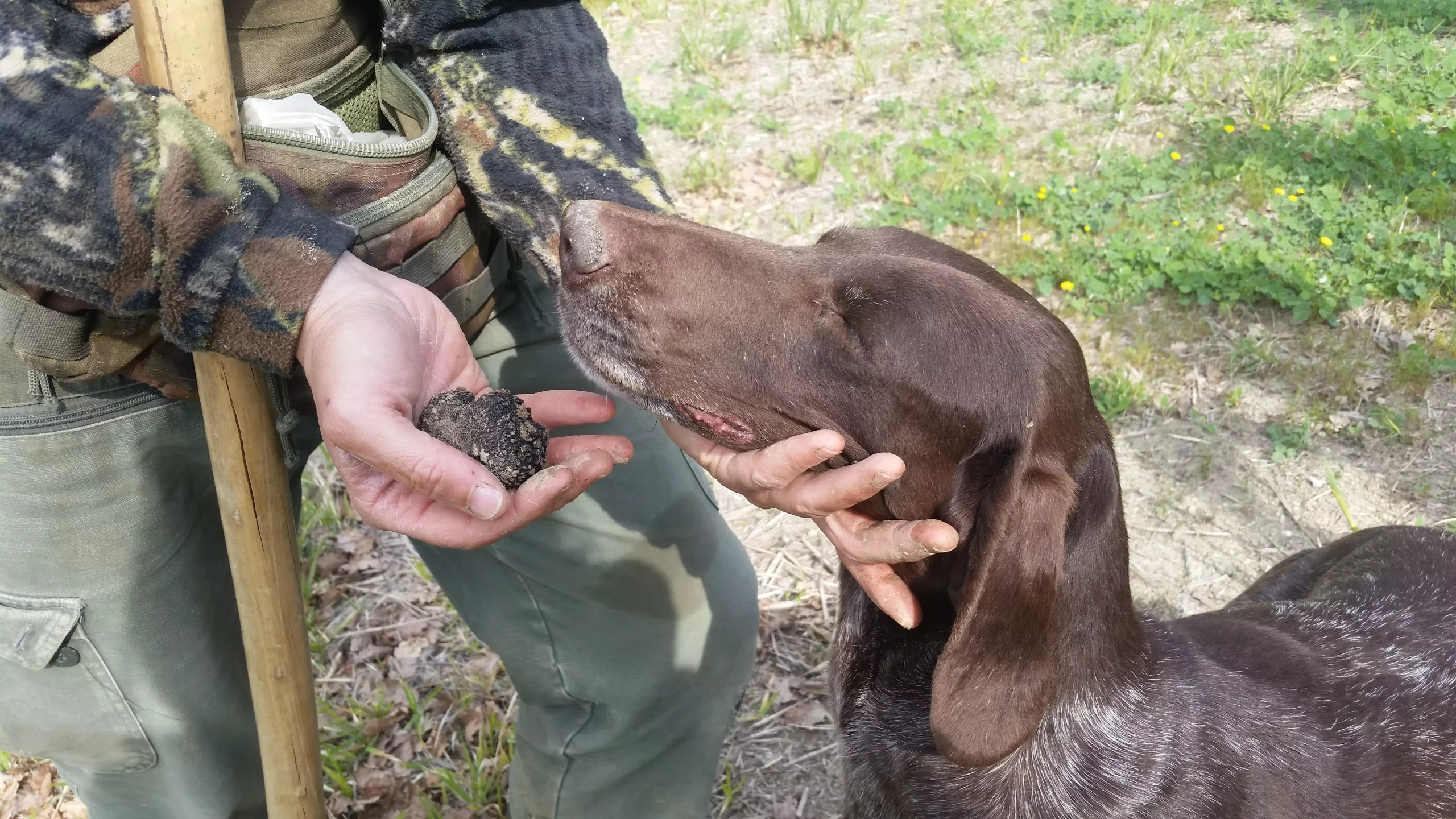 truffle assisi