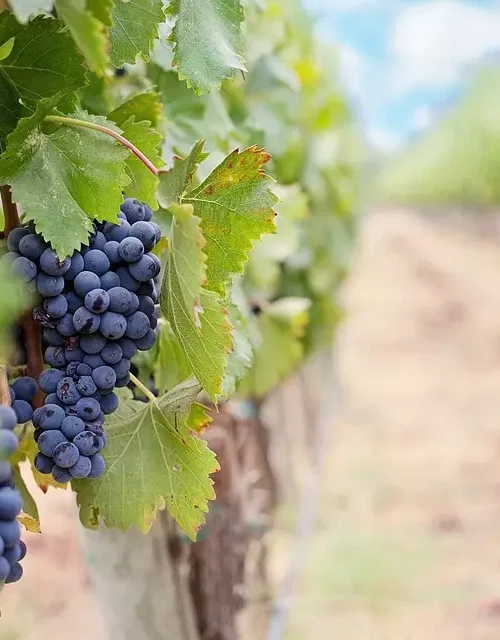 Tour with tasting in one of the oldest cellars in Montefalco