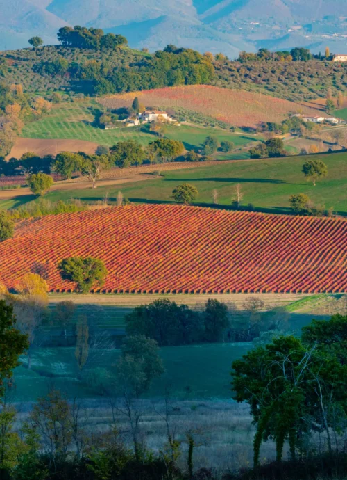 Historic cellar tour & vineyard with wine tasting lunch
