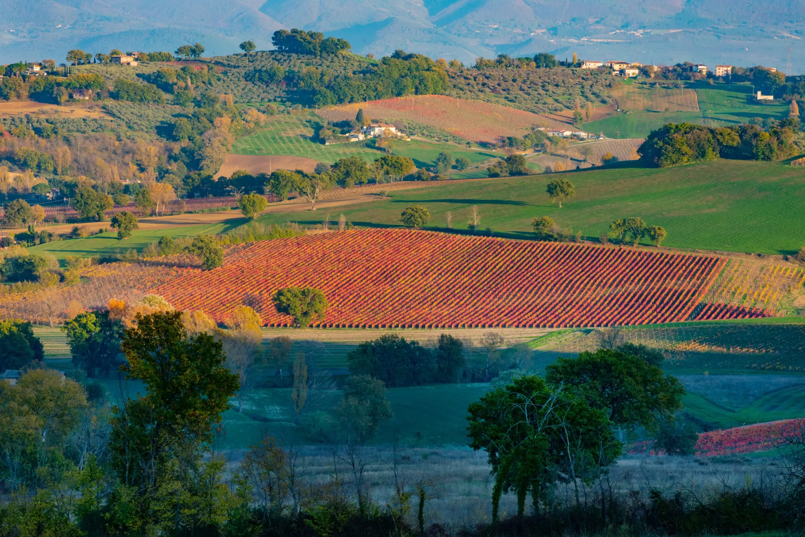 Historic cellar tour & vineyard with wine tasting lunch